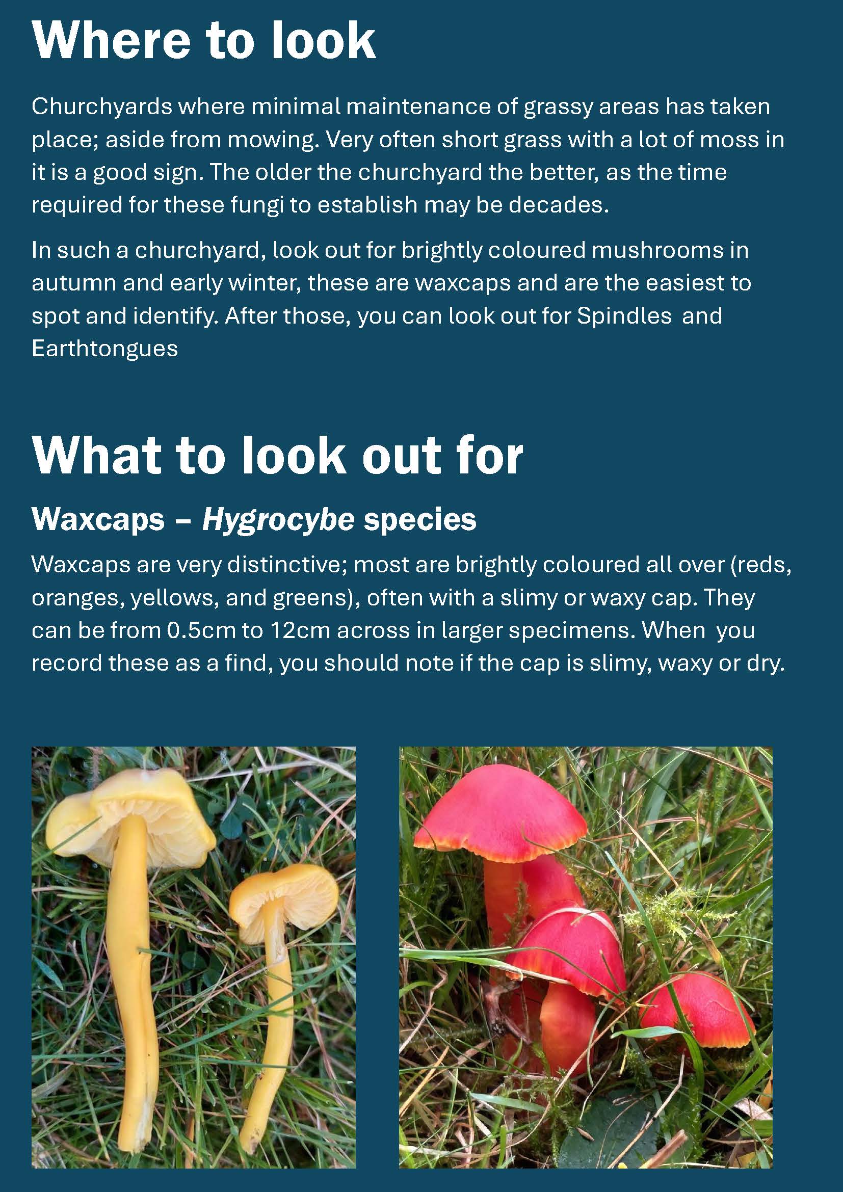 Churchyard Fungi Page 2