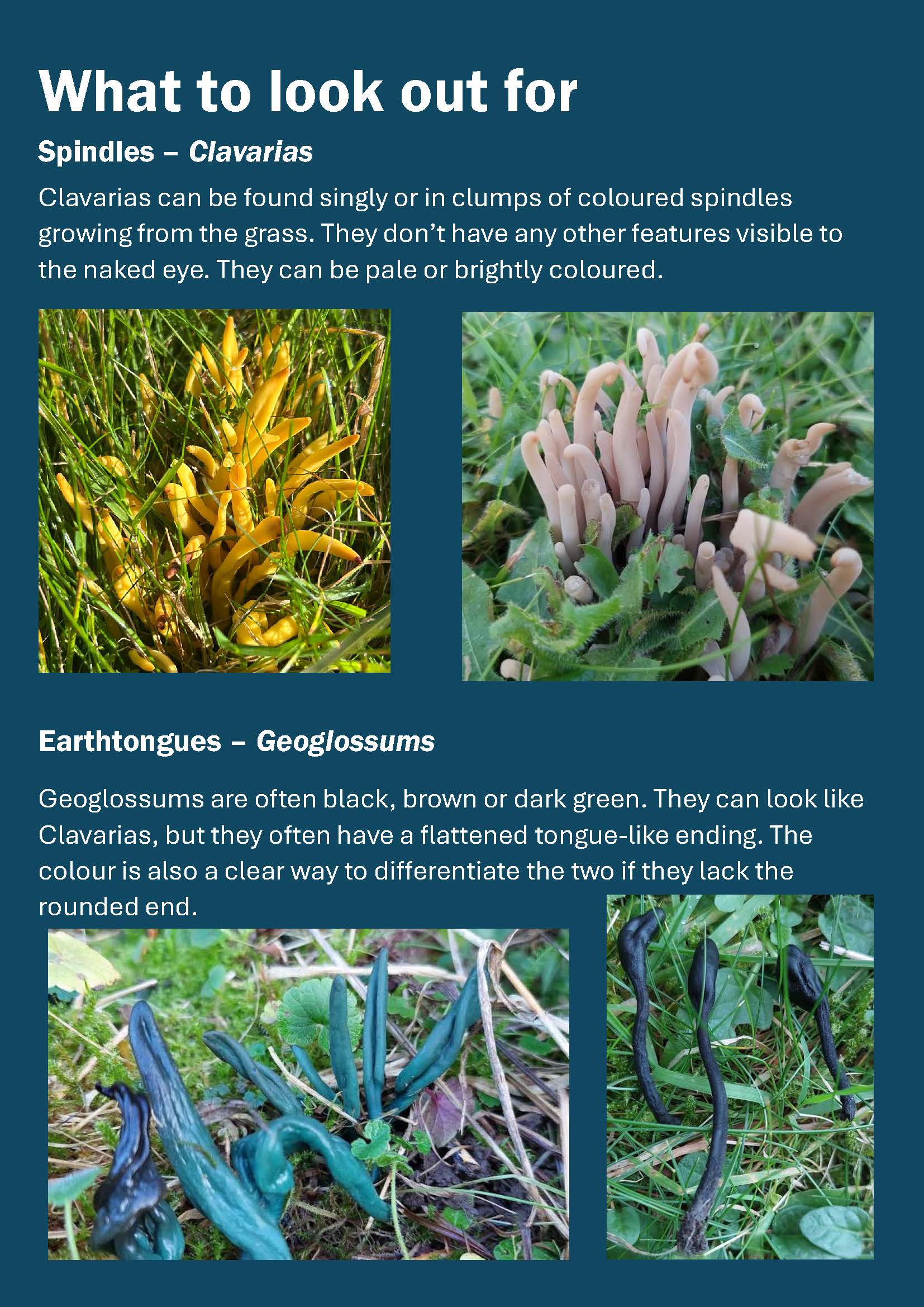 Churchyard Fungi Page 3