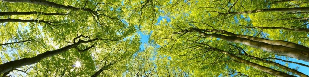green christian bg